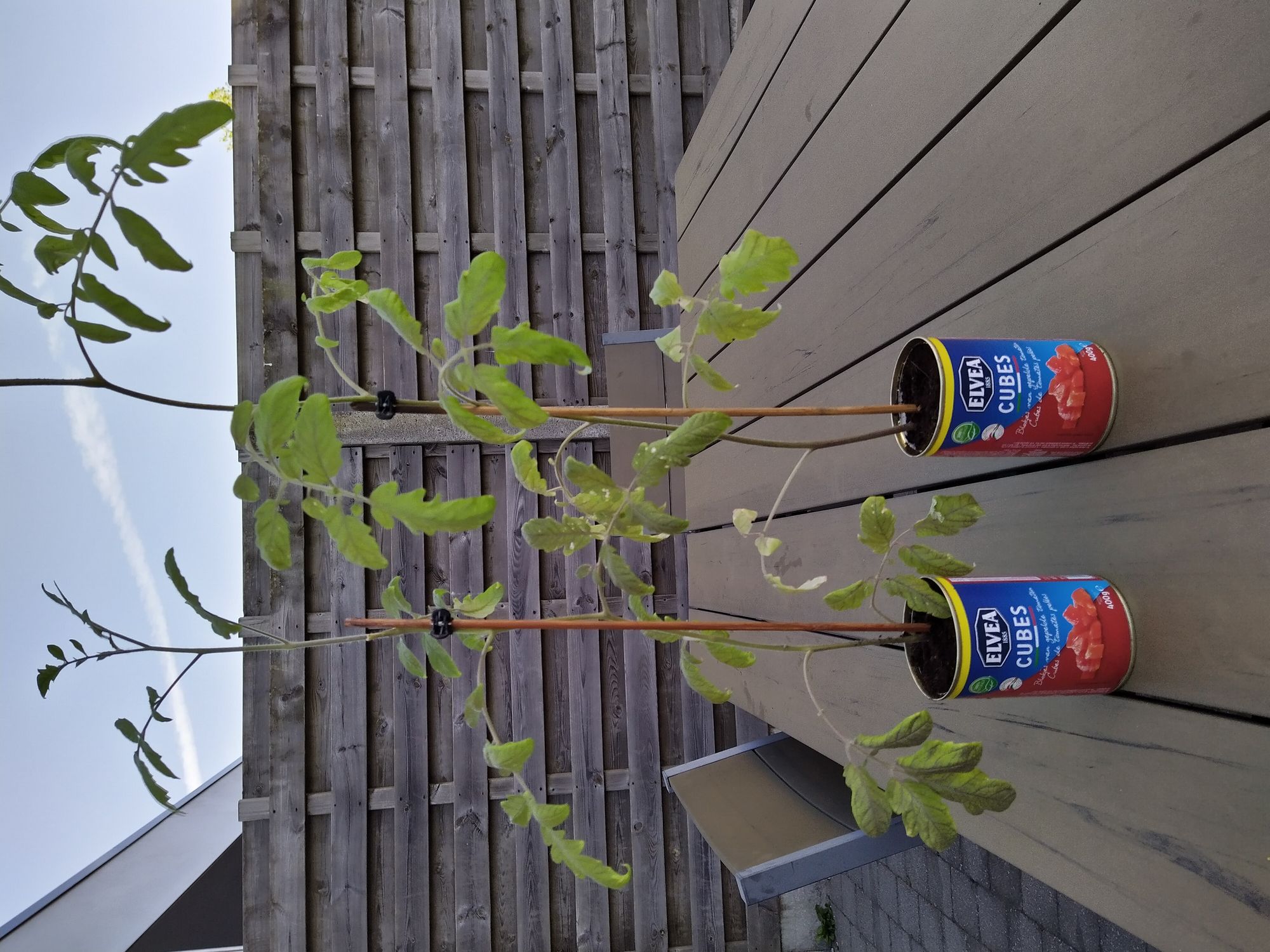 Tomaten-plant-potjes
