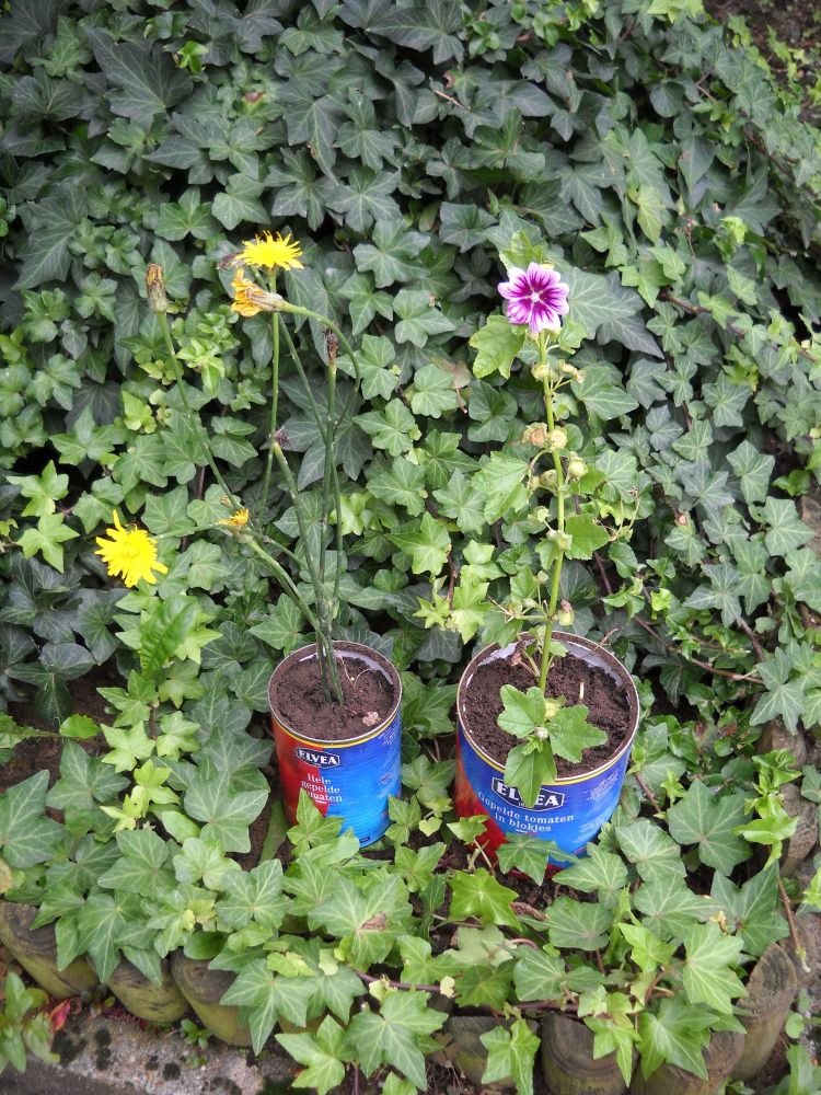 Small Elvea flower pots